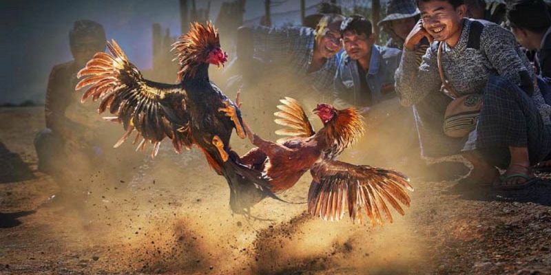 Lý do đá gà trực tiếp được săn đón trên thị trường