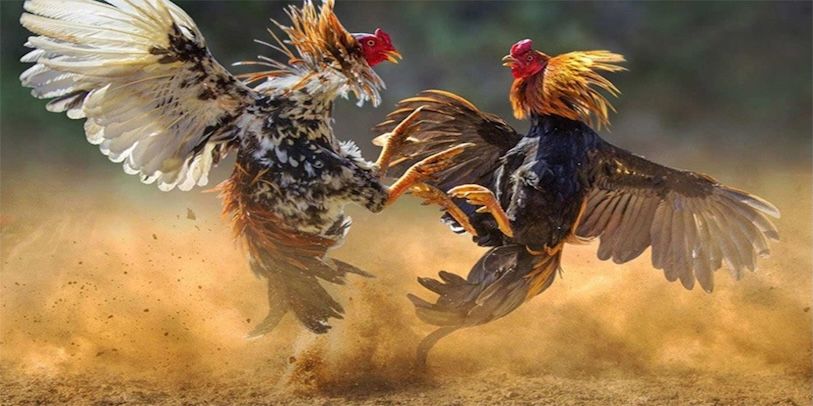 Các tính năng đặc biệt khi chơi đá gà tại i9bet