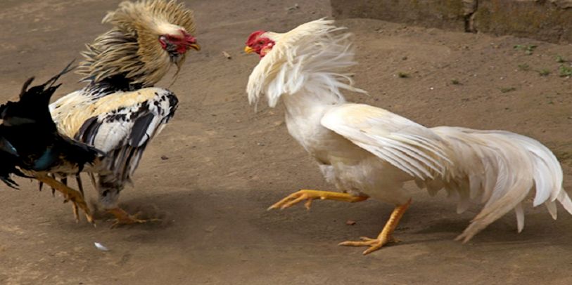 Cách quản lý vốn khi chơi đá gà i9bet hiệu quả