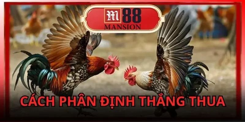 Những thuật ngữ đá gà thường gặp khi chơi tại M88