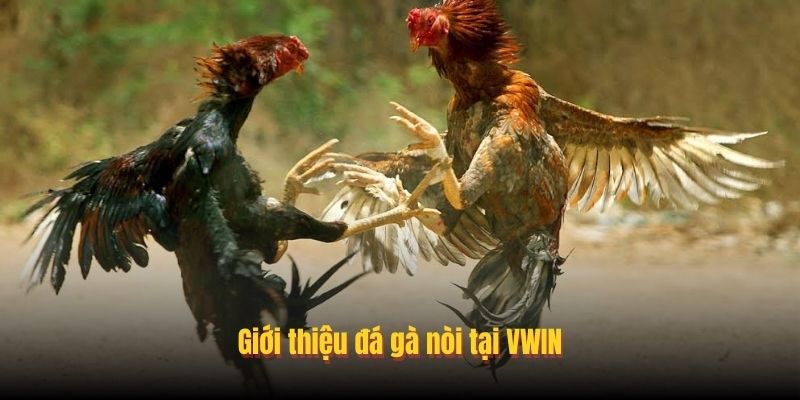 Giới thiệu đá gà nòi tại VWIN