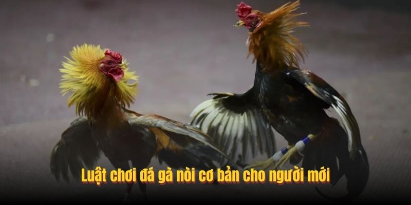 Luật chơi đá gà nòi cơ bản cho người mới