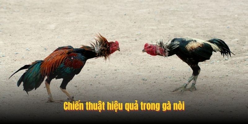 Chiến thuật hiệu quả trong gà nòi