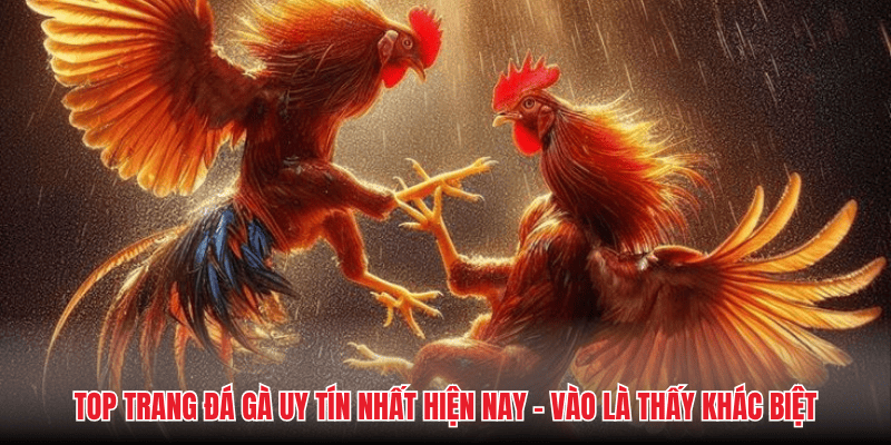 Top Trang Đá Gà Uy Tín Nhất Hiện Nay - Vào Là Thấy Khác Biệt