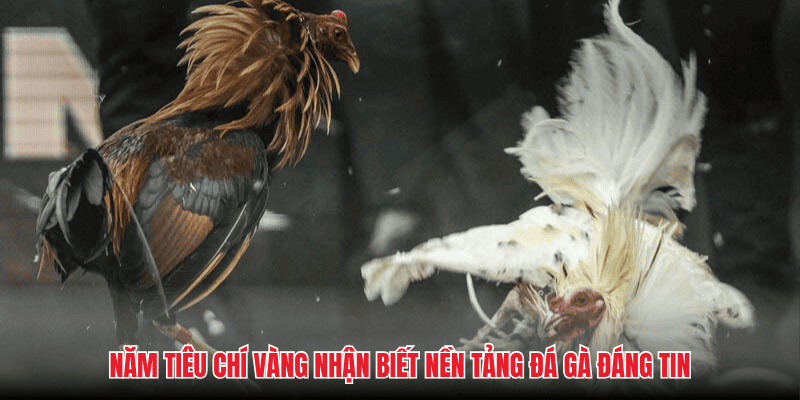 Năm tiêu chí vàng nhận biết nền tảng đá gà đáng tin