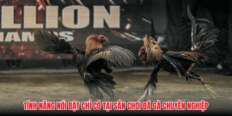 Tính năng nổi bật chỉ có tại sân chơi đá gà chuyên nghiệp